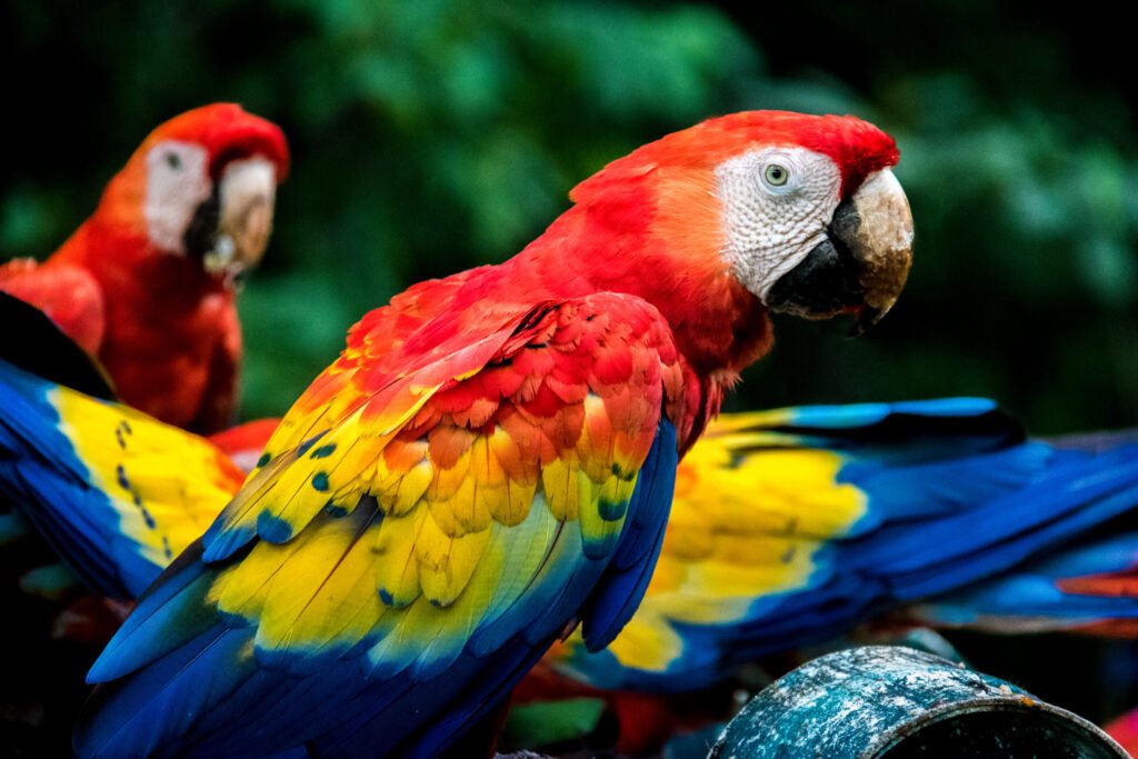 scarlet macaws copan honduras