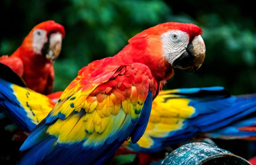 scarlet macaws copan honduras