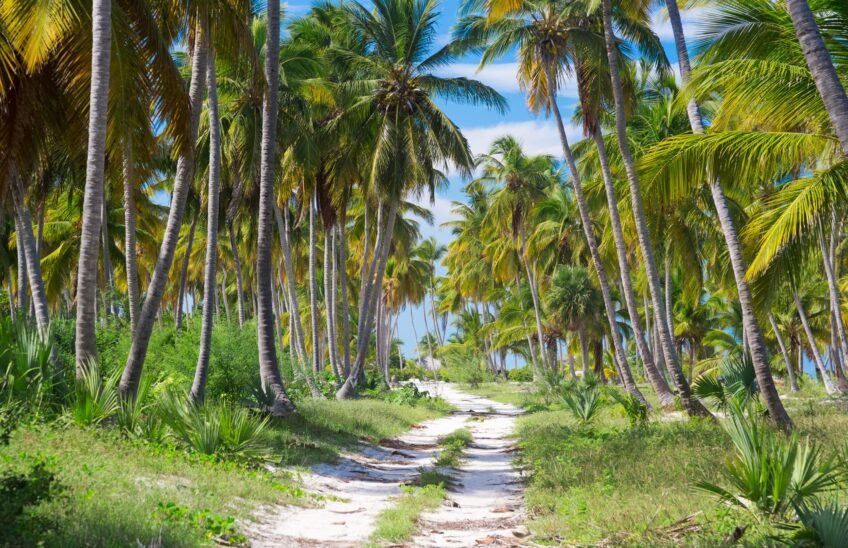 Ground road through the palm trees. Dominican republic