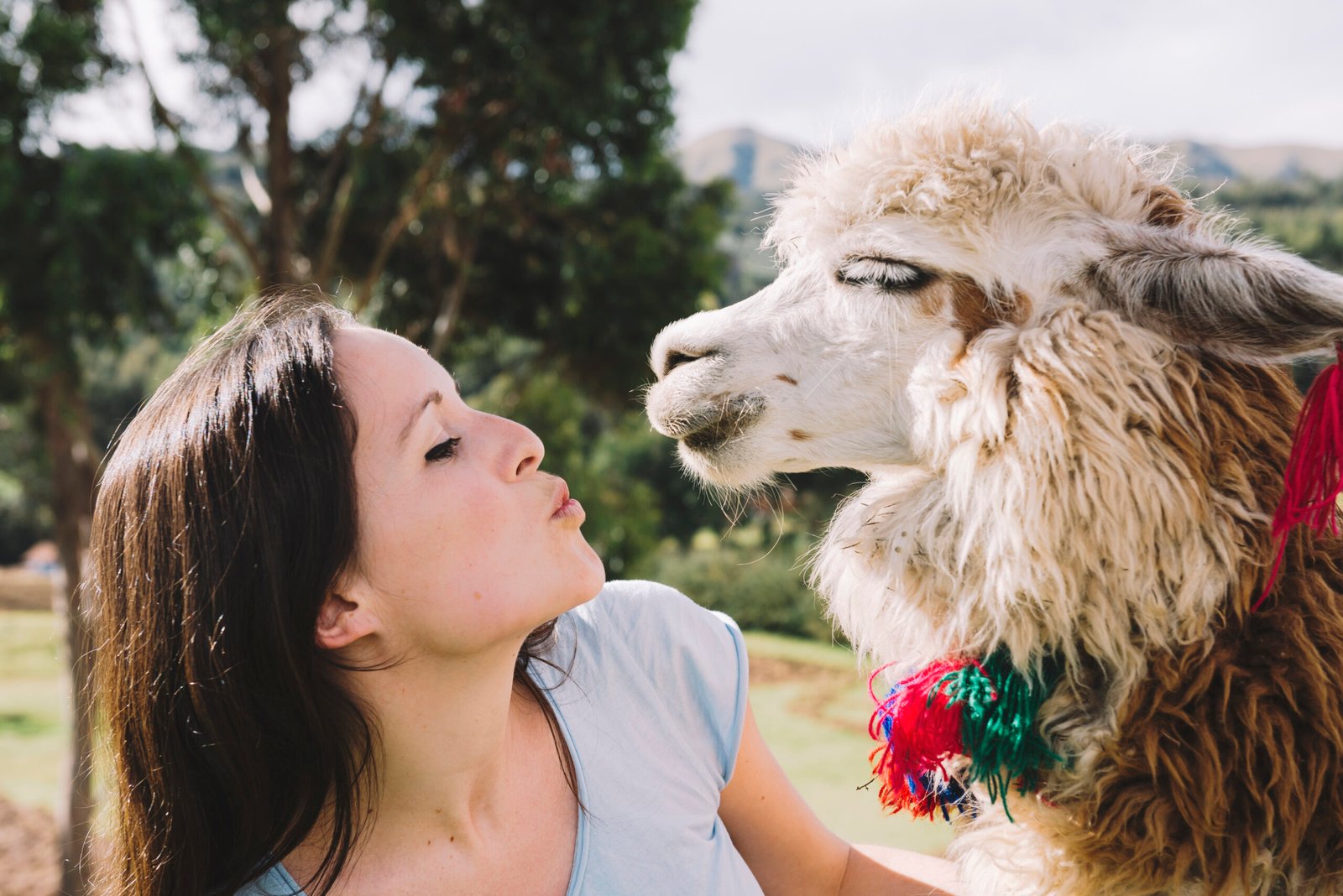 peru-cusco-young-woman-face-to-face-to-an-alpaca