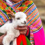 Peruvian women with little alpaca