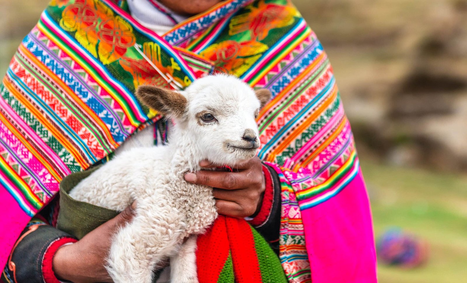 Peruvian women with little alpaca